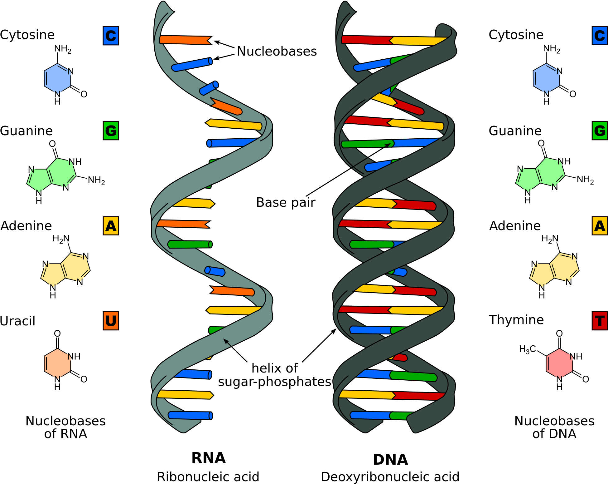 Replication Structure Stages Of - Nucleic Acid, HD Png Download PNG with transparent background