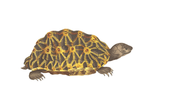 Radiant Patterned Turtleon Black Background.jpg PNG with transparent background