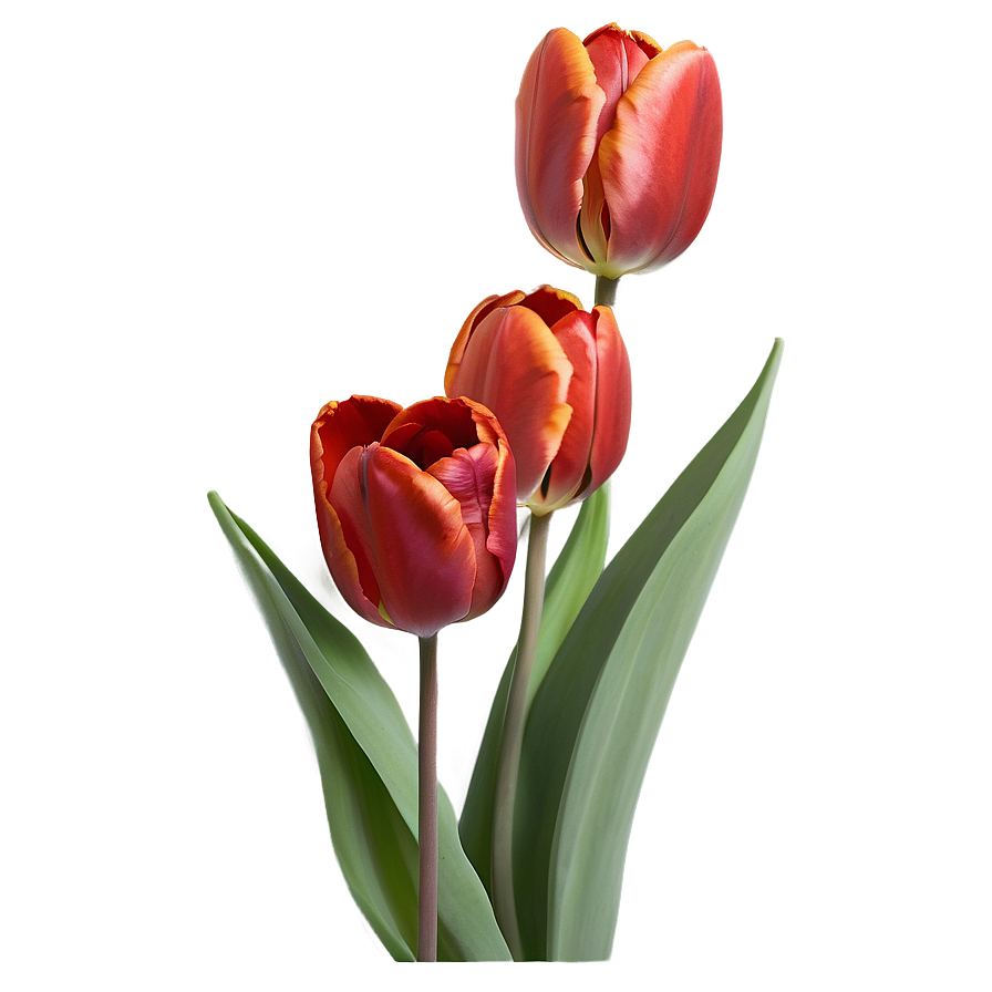 Radiant Red Tulips Png 92