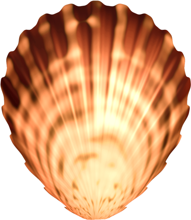 Seashell Png Image Transparent - Seashell, Png Download PNG with transparent background