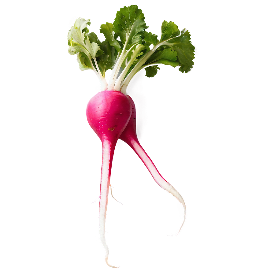 Radish Root PNG 06252024 PNG with transparent background