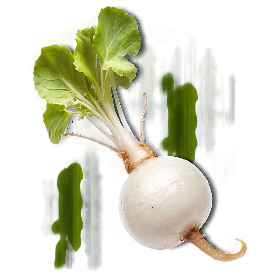 Radish Root PNG 36 PNG with transparent background