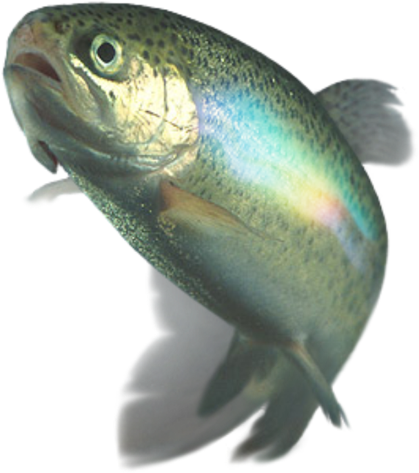 Rainbow Trout Underwater View