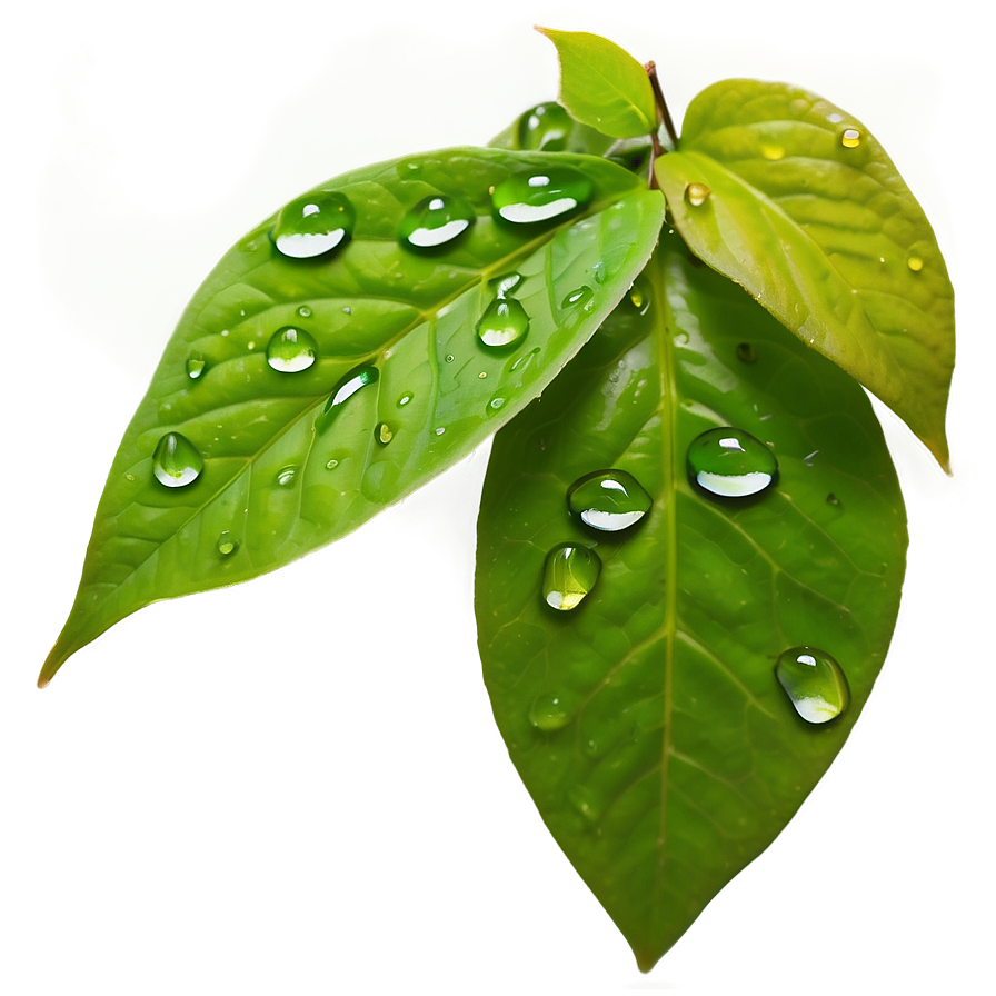 Raindrop on Leaf PNG jam29 PNG image with a transparent background, free high-resolution download