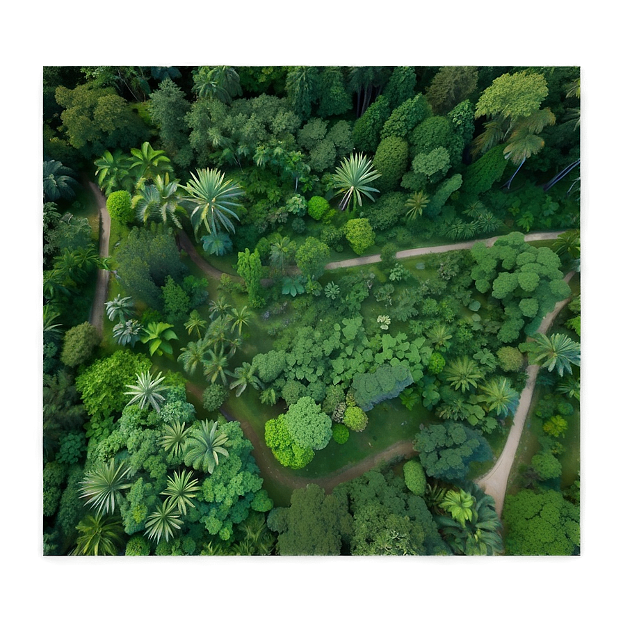 Rainforest Aerial View Png Nov18