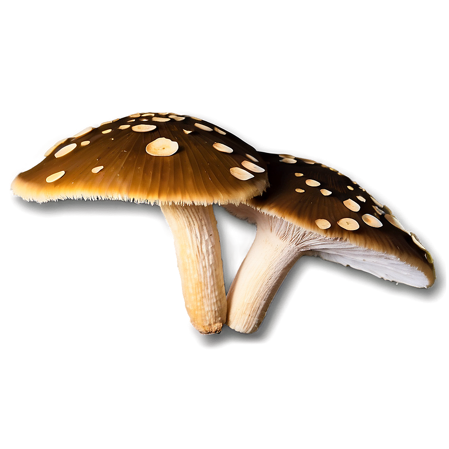 Rainforest Fungi Png Cvn