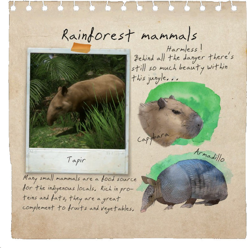 Rainforest Mammals Notebook Page - Goliath Spider Green Hell, HD Png Download PNG with transparent background