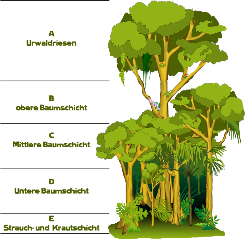 Transparent Pflanzen Clipart - Regenwald Clipart, HD Png Download PNG with transparent background