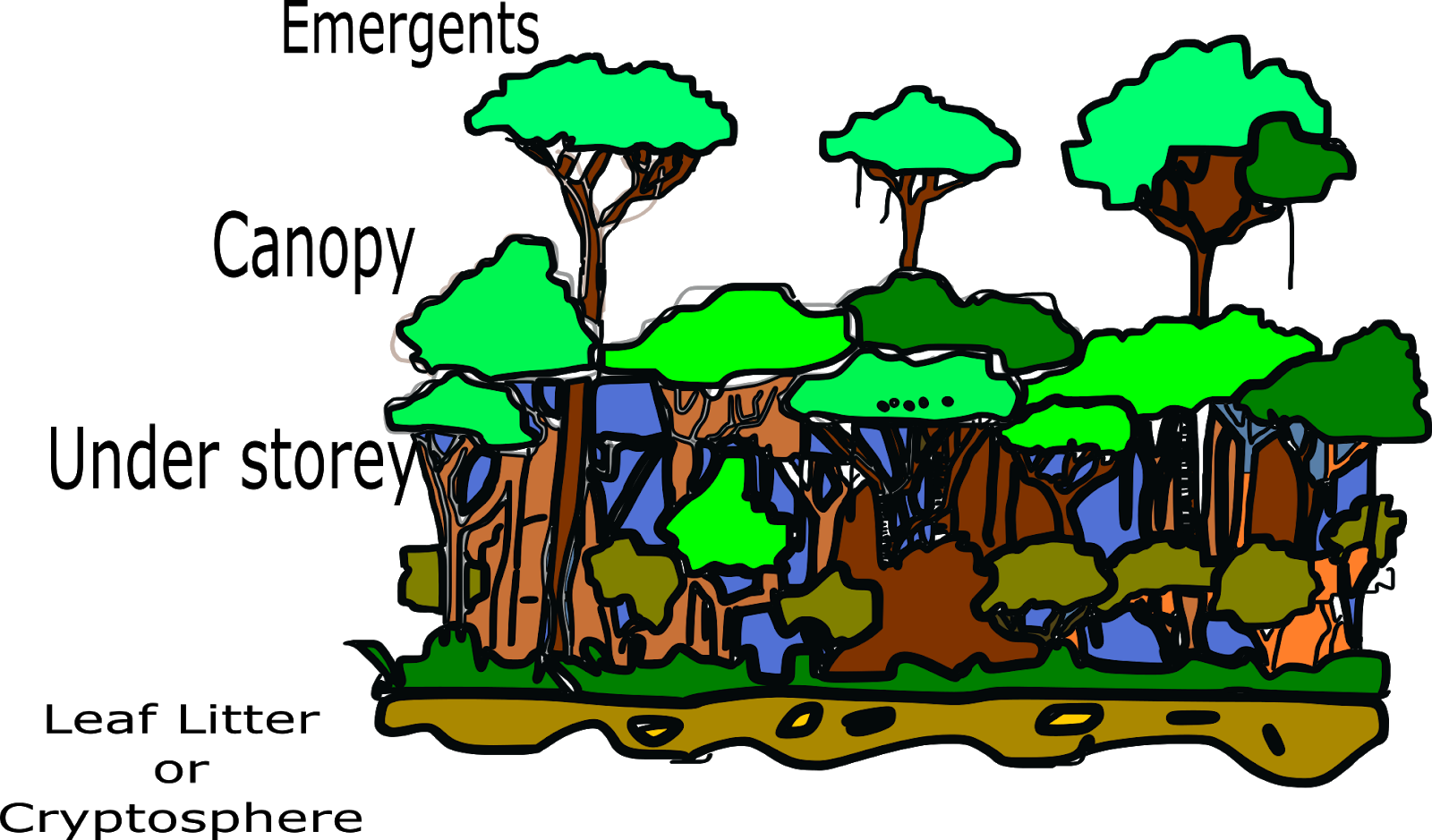 Structure Of Tropical Rainforest , Png Download, Transparent Png PNG with transparent background