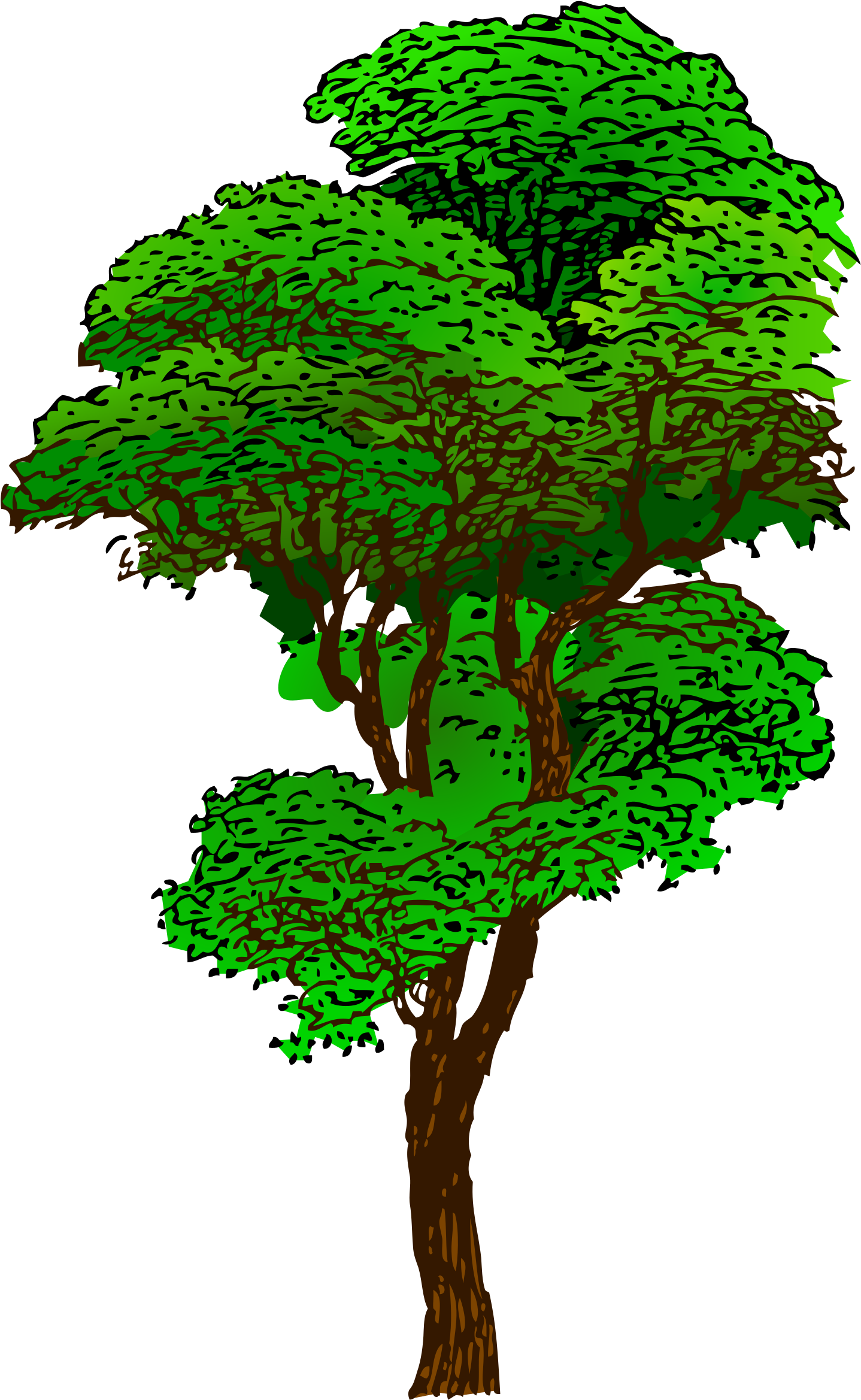 Elm Tree Svg - Transparent Rainforest Tree Clipart, HD Png Download PNG with transparent background