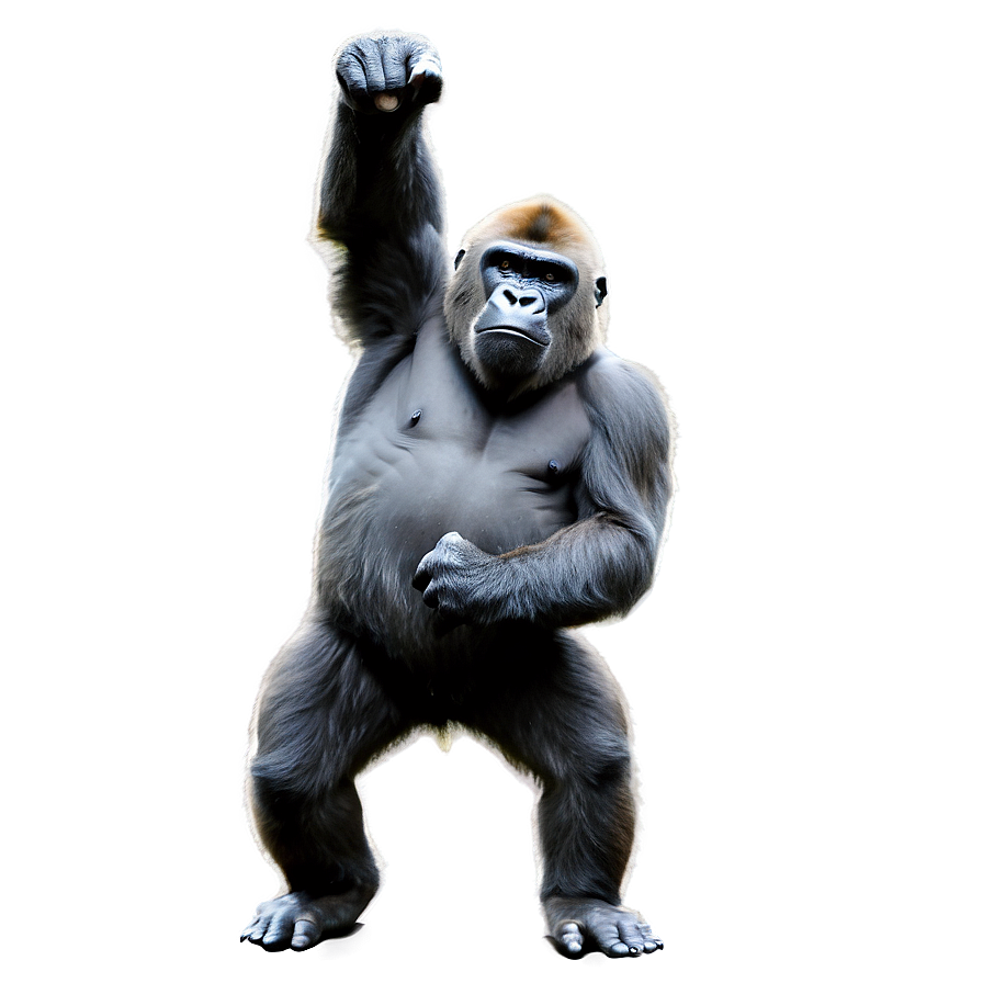 Rampaging Gorilla Illustration Png 06252024