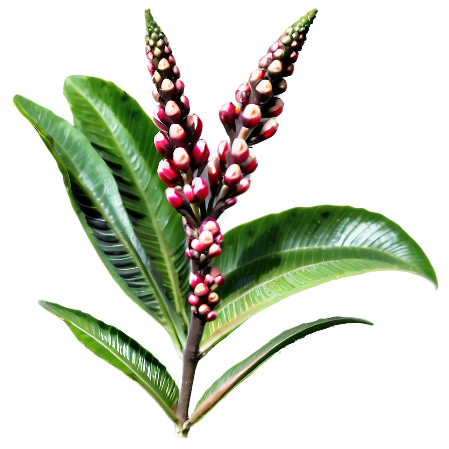 Rare African Plant Species Png Fcu