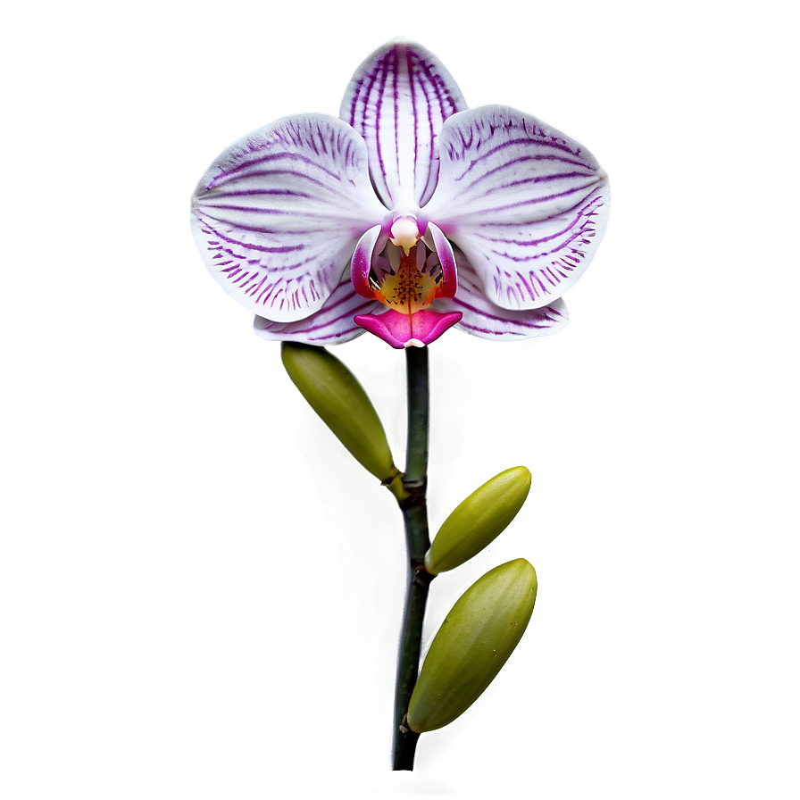 Rare Orchid PNG 05242024 PNG with transparent background