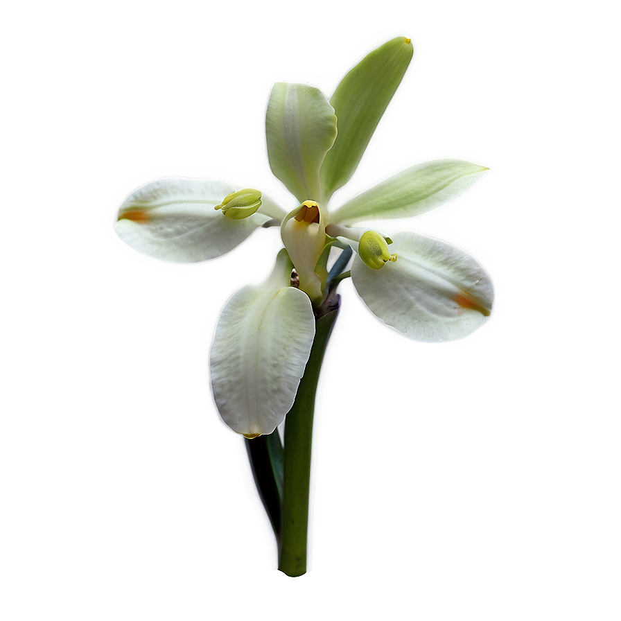 Rare Orchid PNG mia11 PNG with transparent background