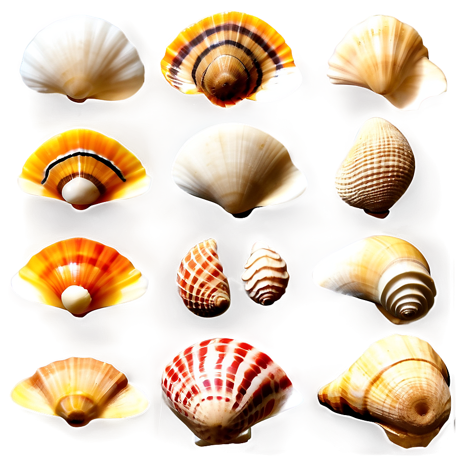 Rare Shells Collection Png 06212024