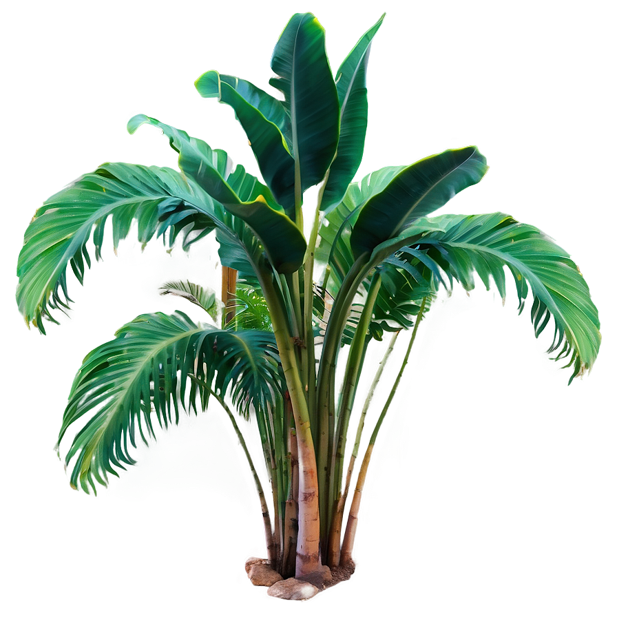 Rare Tropical Plants Png 52