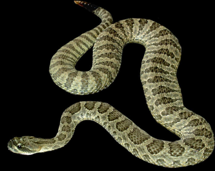 Rattlesnake_in_ Dark_ Background.jpg PNG with transparent background