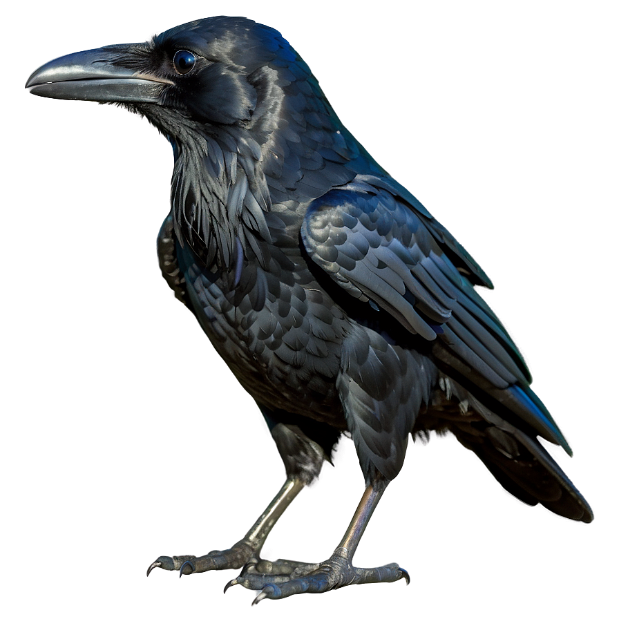 Raven Bird Black Png Gsm