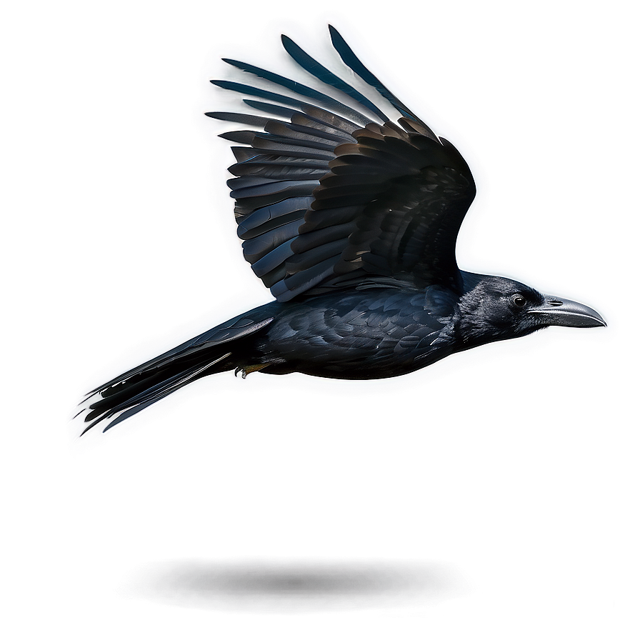 Raven in Flight PNG 05062024 PNG with transparent background