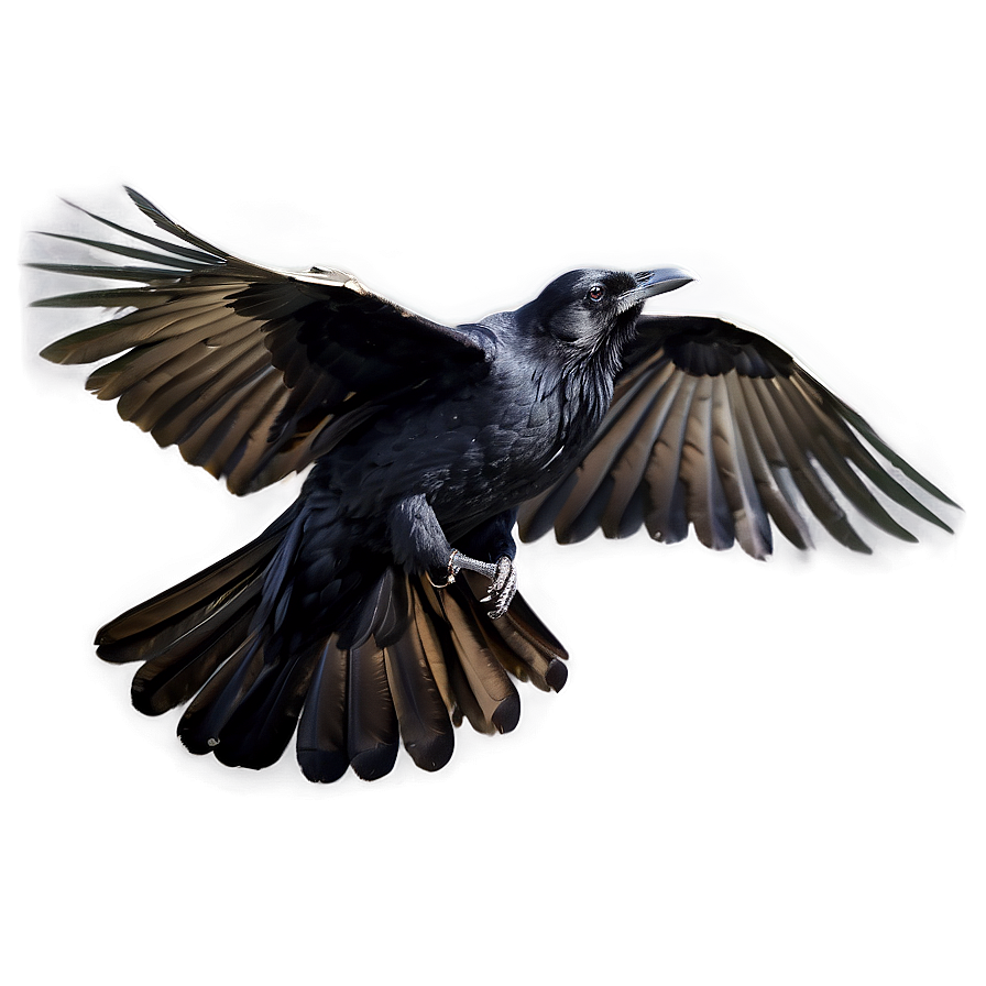 Raven in Flight PNG 05062024 PNG with transparent background