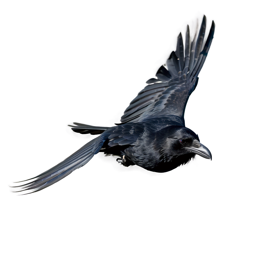 Raven in Flight PNG eal PNG with transparent background