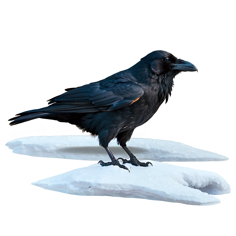 Raven In Snow Landscape Png Qav64