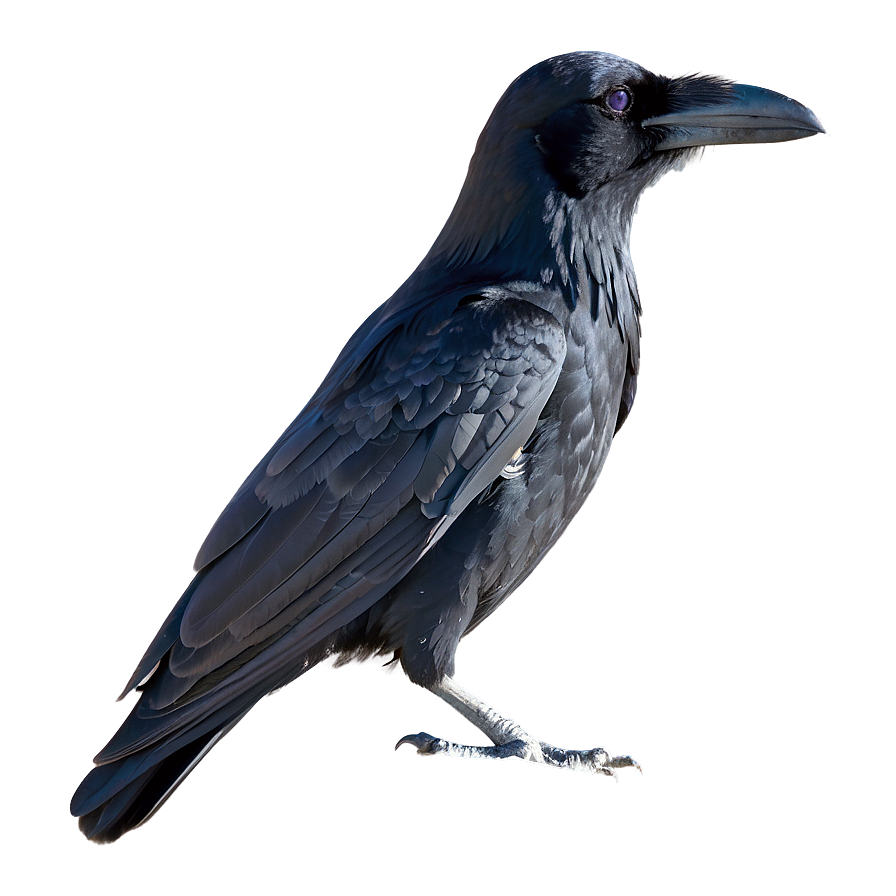 Raven In Snow Png Yqw