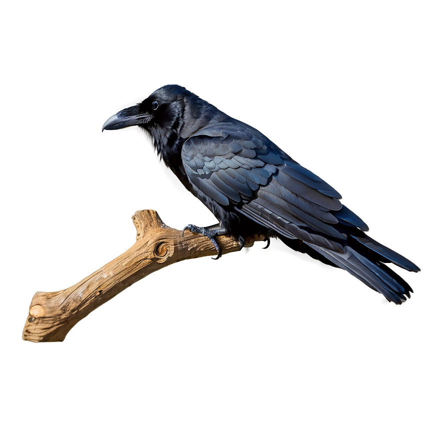 Raven on Branch PNG sdp85 PNG with transparent background
