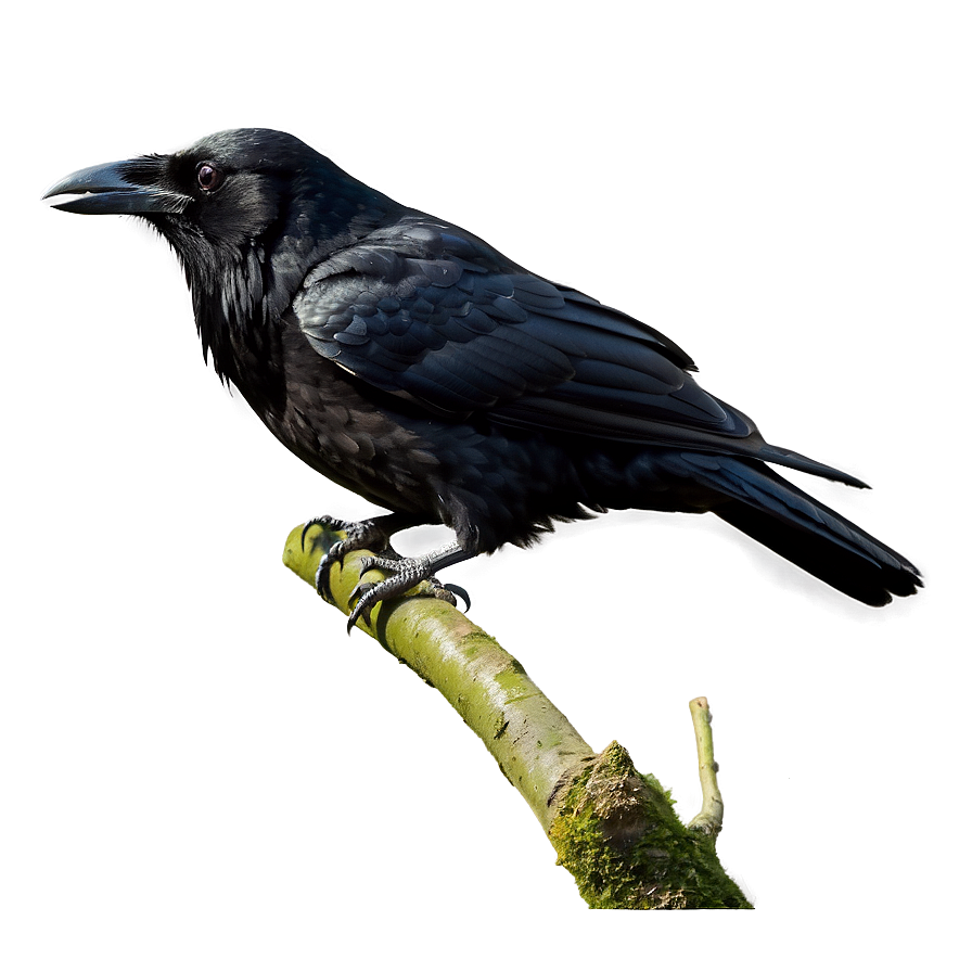 Raven on Branch PNG wia7 PNG with transparent background