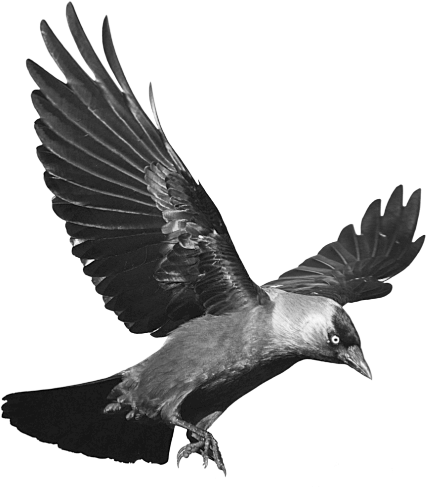 Raven Png - Raven Transparent Background, Png Download PNG with transparent background