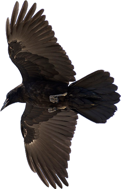 Raven - Raven Bird, HD Png Download PNG with transparent background