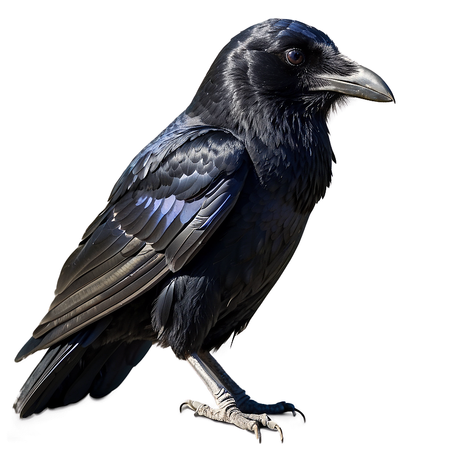 Raven Side Profile Png Now