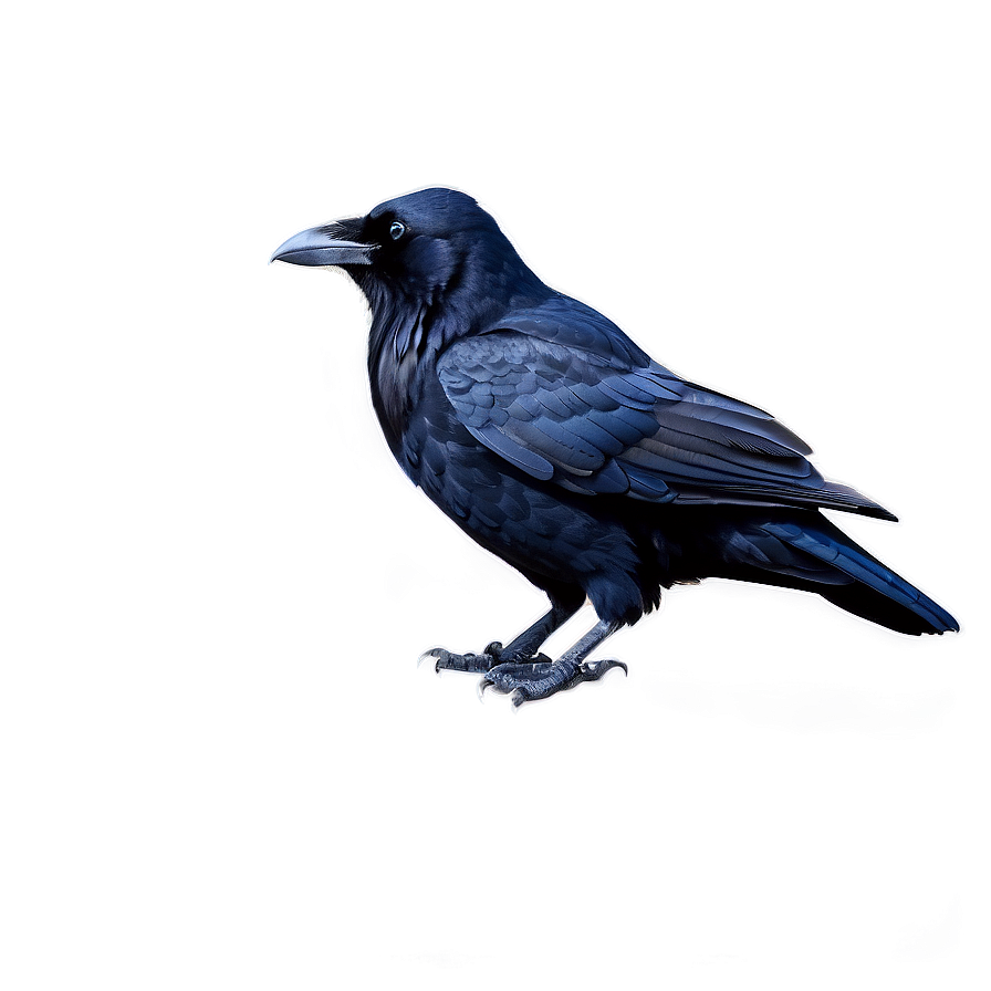 Raven Standing Png 05062024