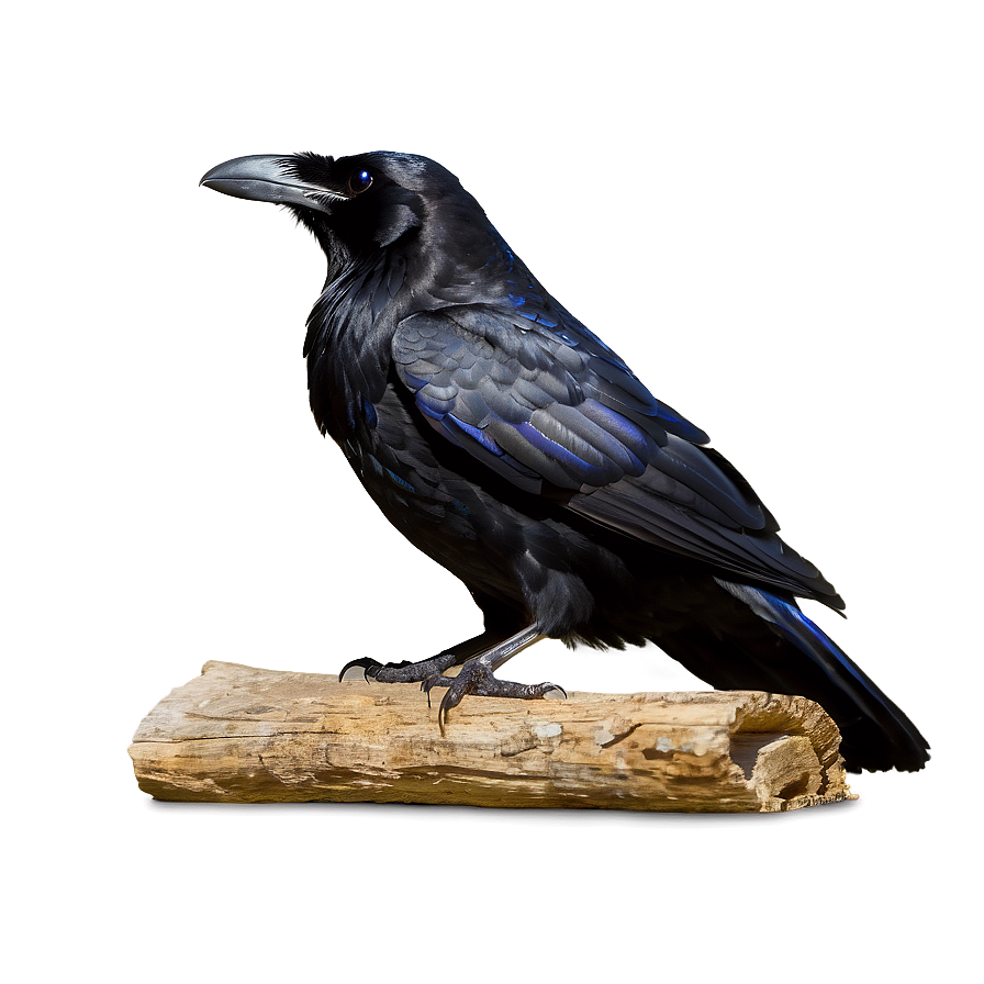 Ravens In Mythology Png Htr16