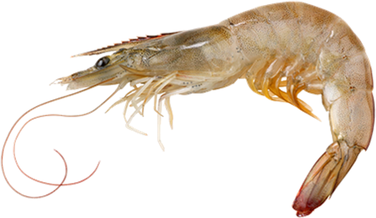 Picture Of Vannamei Prawn - Shrimp Png, Transparent Png PNG image with a transparent background, free high-resolution download