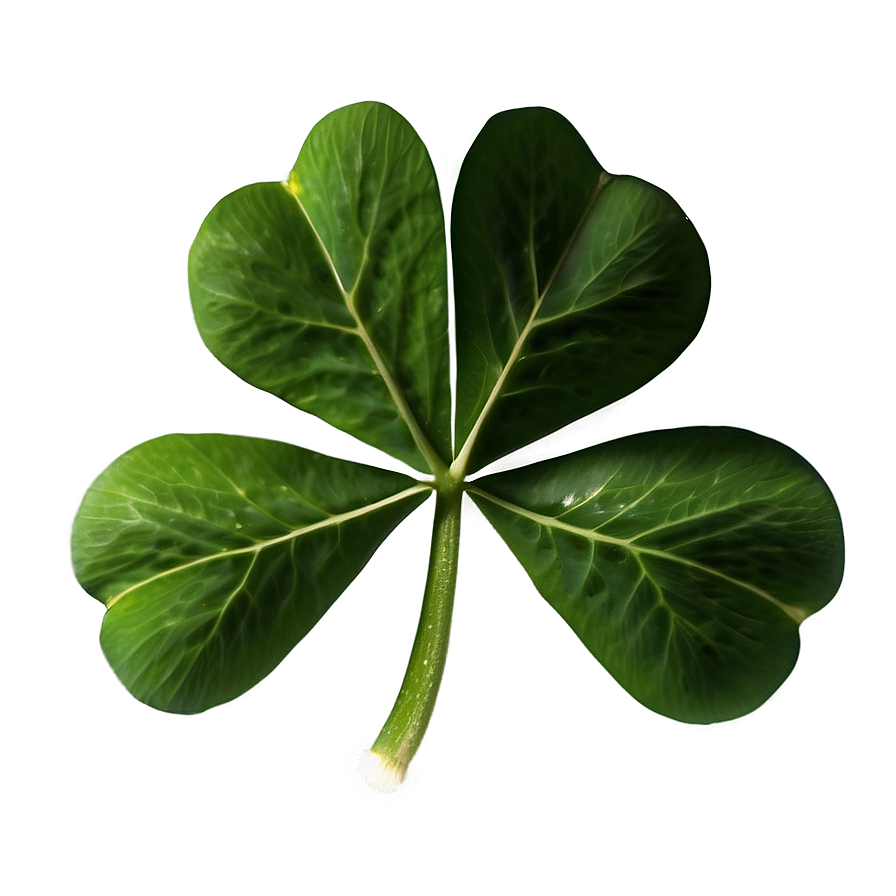 Real Four Leaf Clover PNG 9 PNG image with a transparent background, free high-resolution download