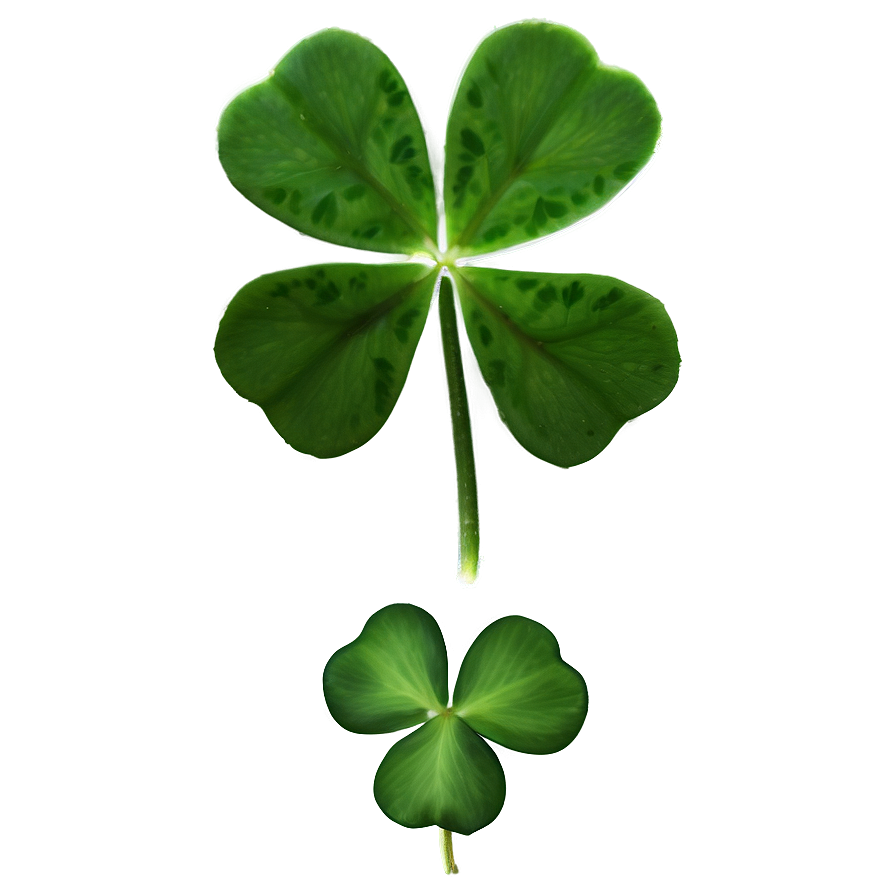 Real Four Leaf Clover PNG nyu16 PNG image with a transparent background, free high-resolution download