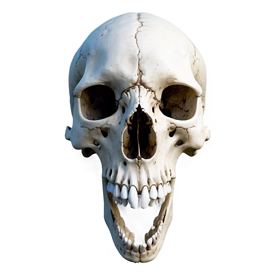 Realistic Animal Skull Art Png Rmp