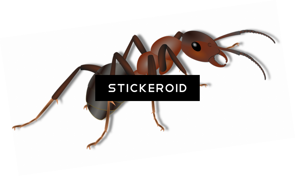 Ant Ants Clipart , Png Download - Ant, Transparent Png PNG with transparent background