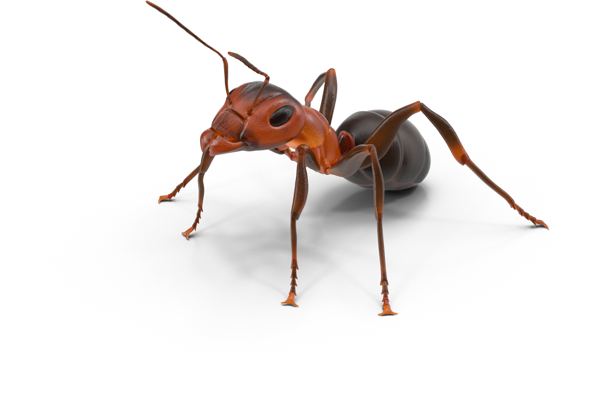 Ant Texas Insect - Ant Png, Transparent Png PNG with transparent background