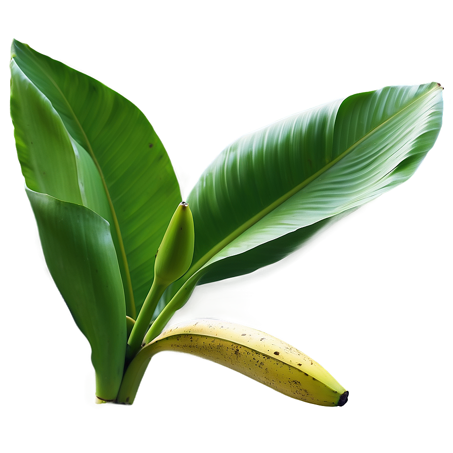 Realistic Banana Leaf Png 06232024