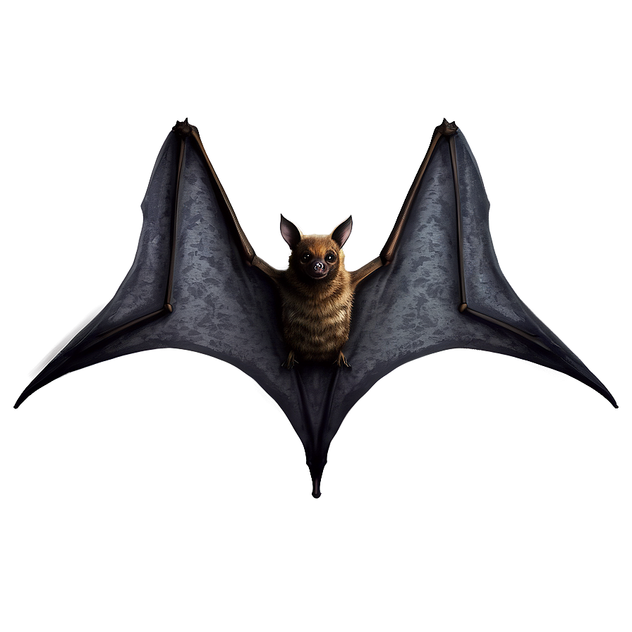 Realistic Bats Illustration Png 96