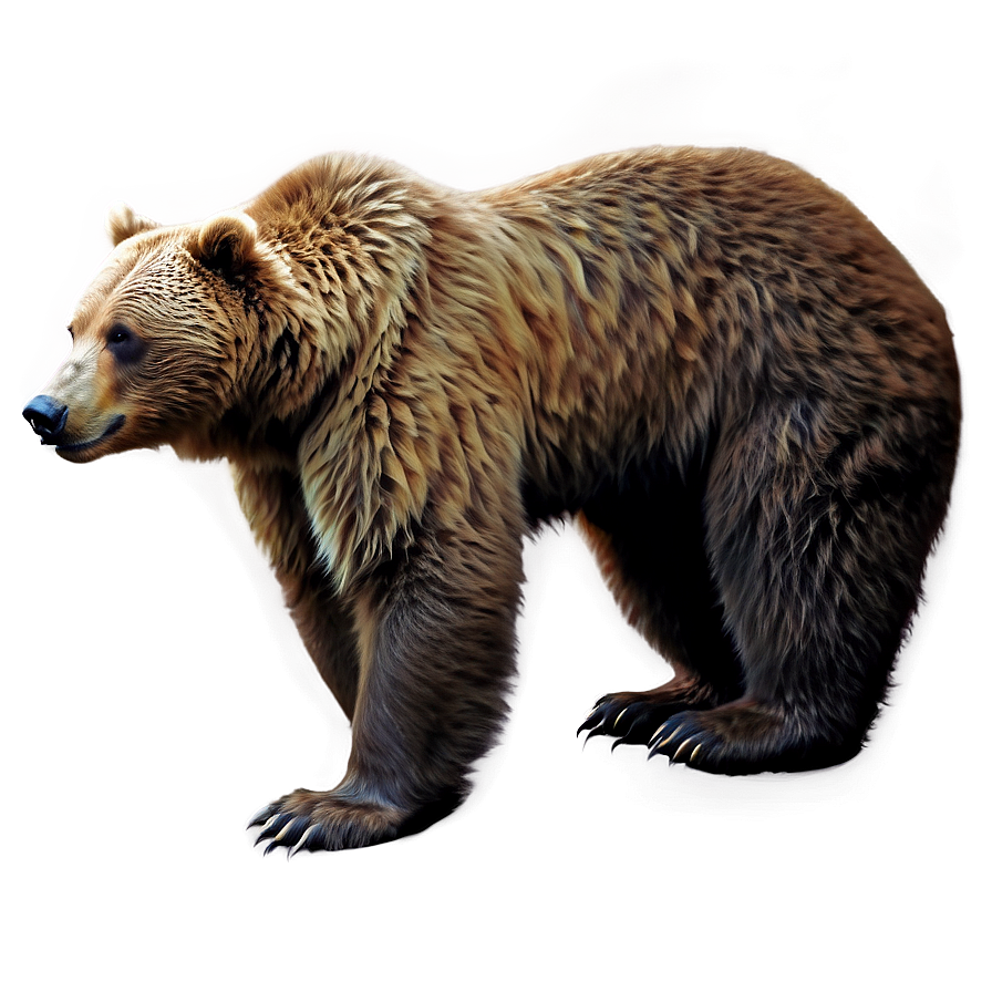 Realistic Bear Drawing Png Mbf