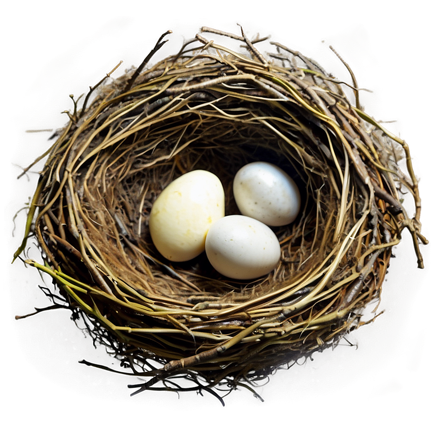Realistic Bird Nest PNG 16 PNG image with a transparent background, free high-resolution download
