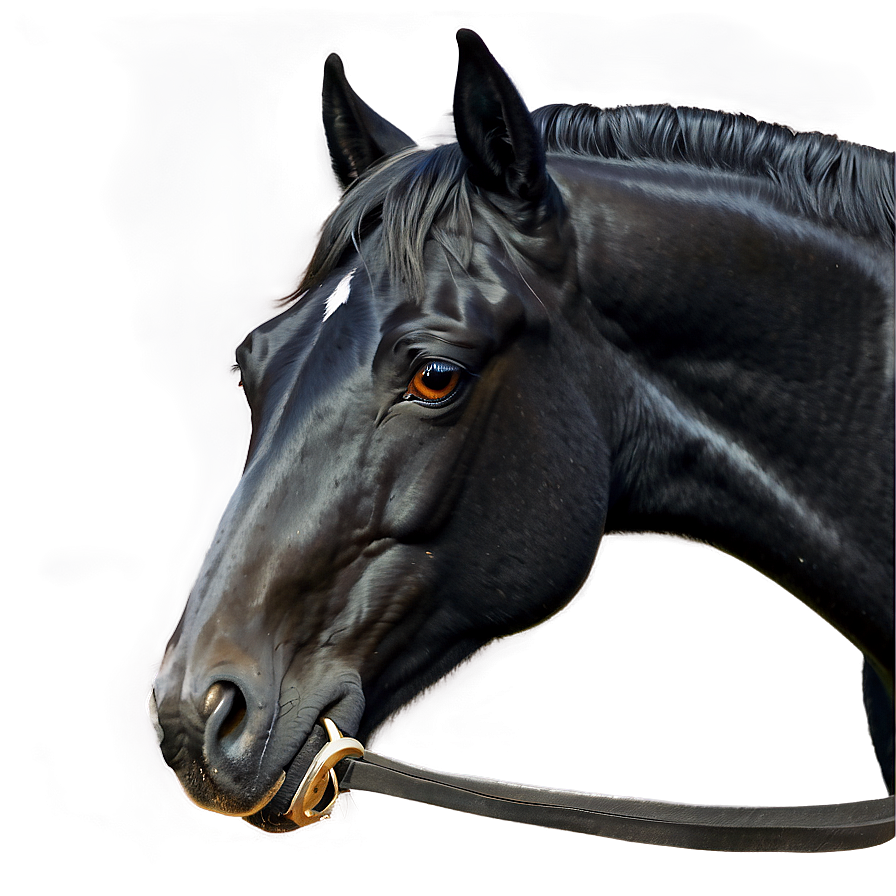 Realistic Black Horse Drawing Png 14