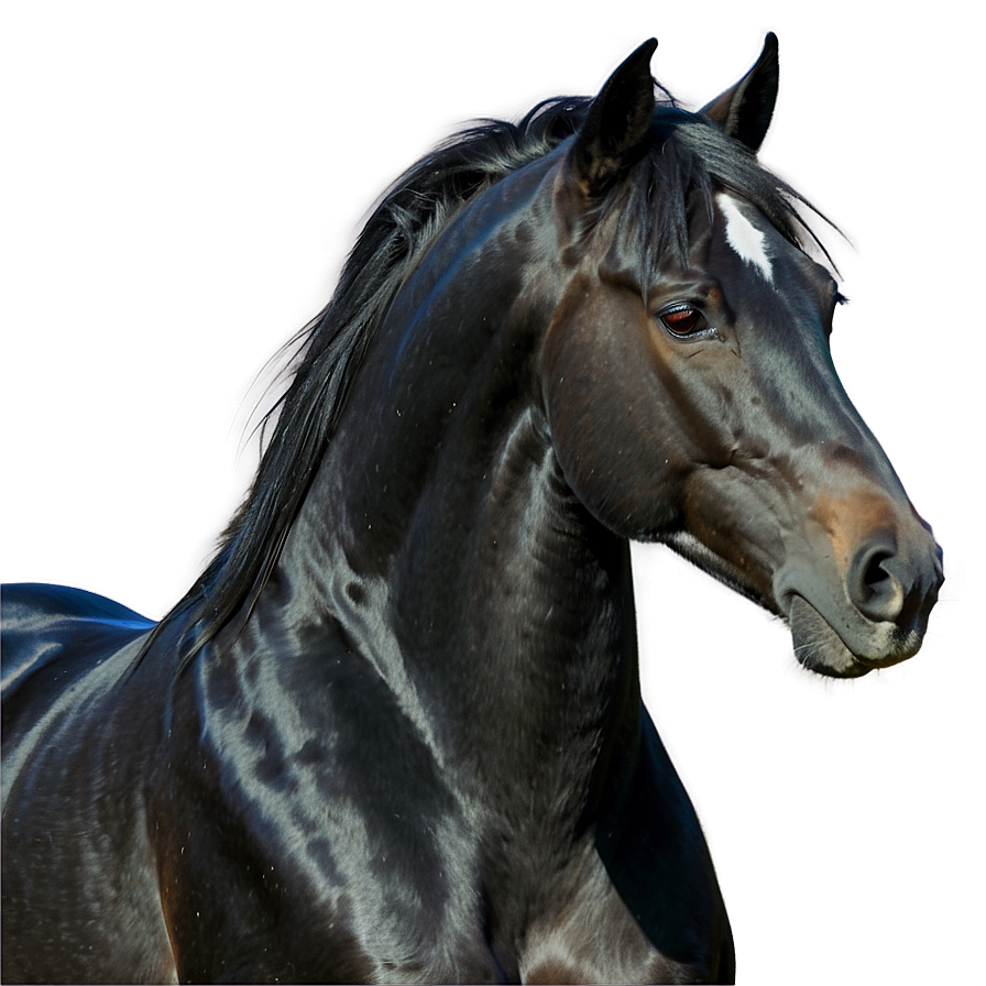 Realistic Black Horse Drawing Png Hfa96