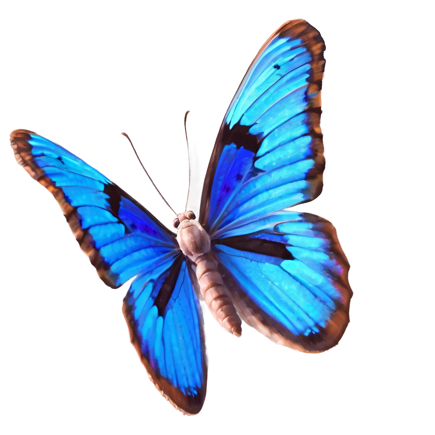 Realistic Blue Butterfly Image PNG 31 PNG with transparent background
