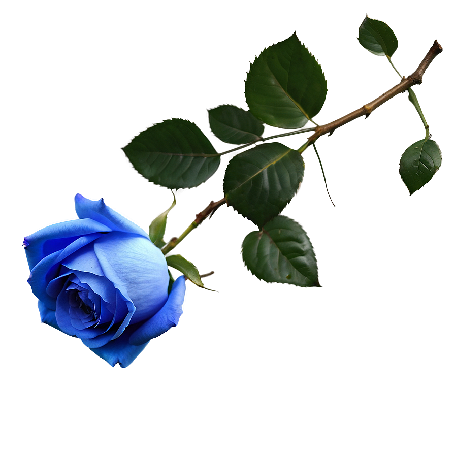 Realistic Blue Rose Png Ecq40