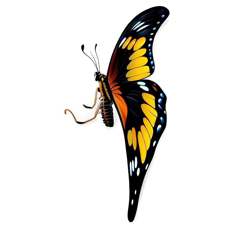 Realistic Butterfly Graphic Png 52