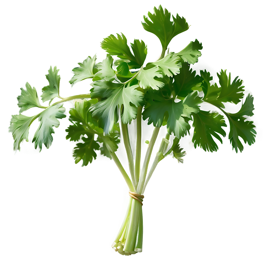 Realistic Cilantro Png Hxn3